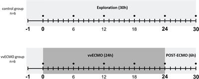 Veno-Venous Extracorporeal Membrane Oxygenation in Minipigs as a Robust Tool to Model Acute Kidney Injury: Technical Notes and Characteristics